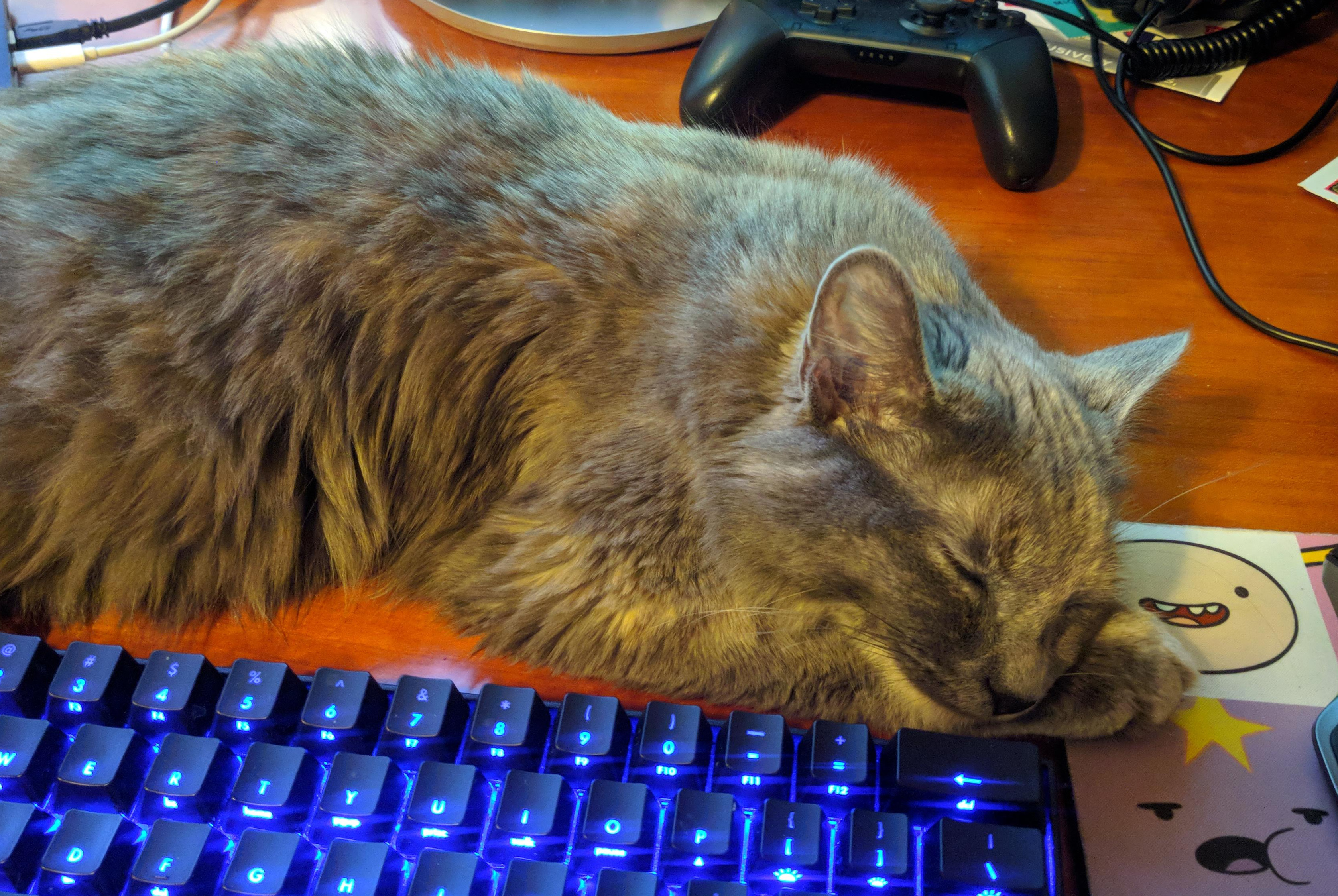 lexi sleeping on my desk behind a glowing keyboard